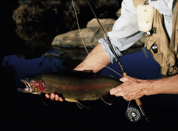 If its a trout like this you want...and a profitable return on investment, this is your kind of deal.