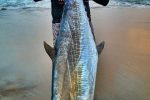 46kg couta at Cape Vidal by Etienne Thiebauts