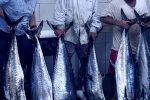 King Mackerel - 8 of, plus a fefty GT