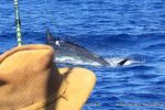 Fishing leader system and knots differ between fish size and species.