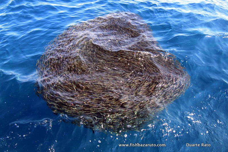 An amazing shot by Captain Duarte Rato (c) of a baitball off Bazaruto Island, Southern Mozambique