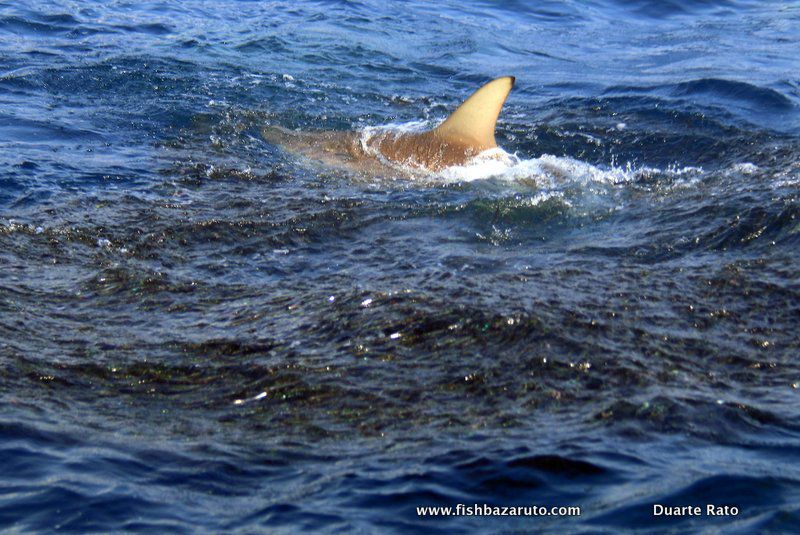 A bait ball and black tip shark captured by Captain Duarte Rato (c)