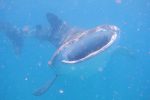 Whale Sharks are also high on the victim list