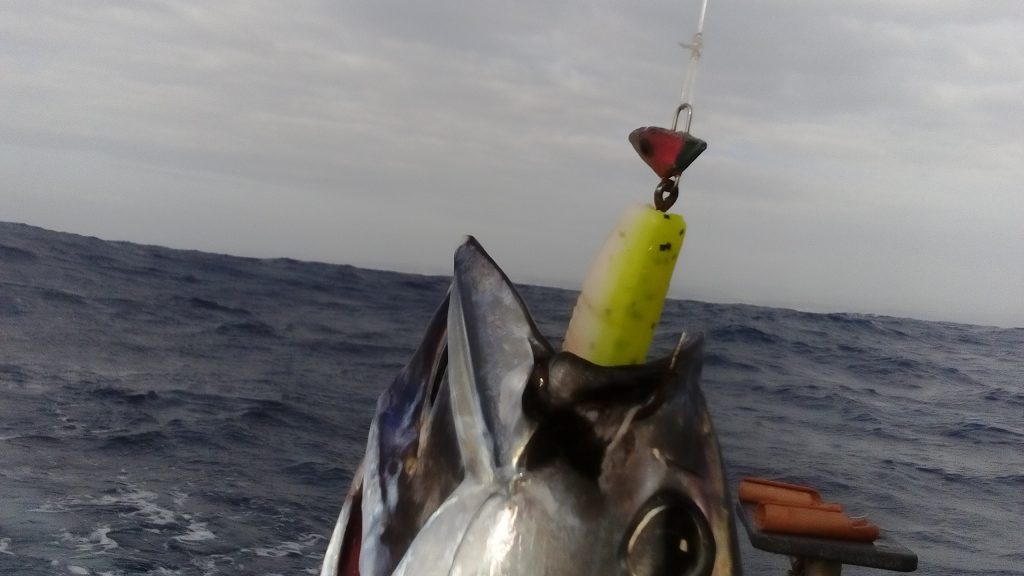 Protea Reef Tuna are suckers for the MYDO Luck Shot Mini