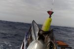 Protea Reef Tuna are suckers for the MYDO Luck Shot Mini
