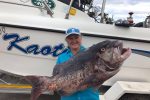 The Tackle Box Shelley Beach shows how with Sharon's 16kg Black Steenbras that ate a squid and sardine sandwich