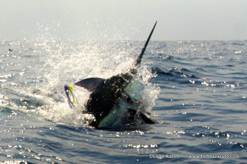 Blue Marlin Bazaruto. The Sardine News Travel Agency can get you out there