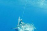 An Inhaca Blue Marlin underwater, all released