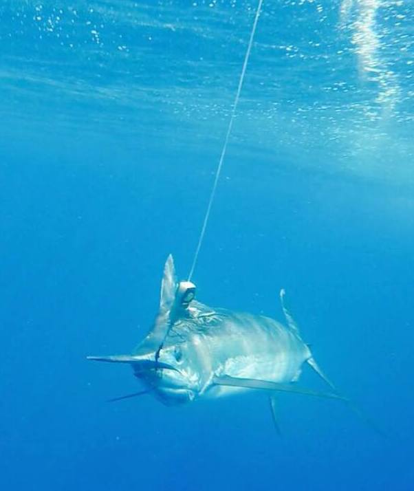 An Inhaca Blue Marlin underwater, all released