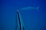 Report weekly KZN Spearfishing