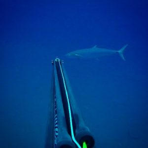 Report weekly KZN Spearfishing