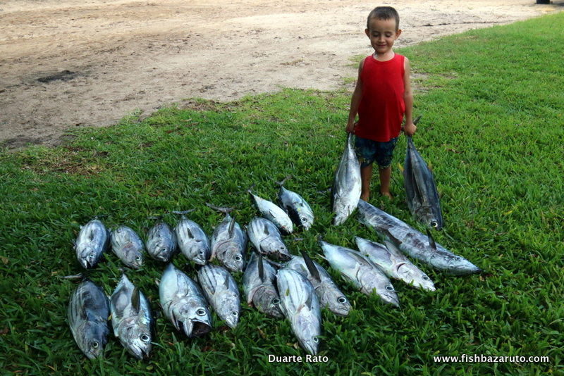 In amongst and all around the Bazaruto Baitballs are gamefish