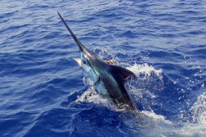 Inhaca Blue Marlin bite off the scale