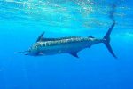 2022 marlin season