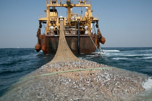 Hands off our Sardines! Trawler watch. Keep these destructive forces from our waters