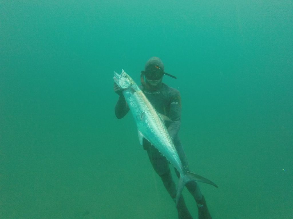 Spearfishing Vilankulos will get you plenty of king makerel attention