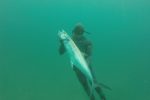Spearfishing Vilankulos will get you plenty of king makerel attention
