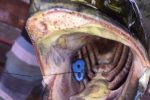 2017: MYDO Baitswimmer # 1 inside!
