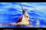 Bazaruto Sailfish by Captain Duarte Rato