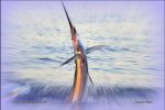 Sailfish ladies eye the trophy at the Vilankulos Sailfish 2017