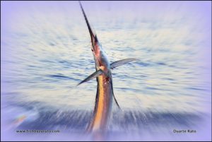 Sailfish ladies eye the trophy at the Vilankulos Sailfish 2017