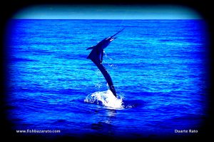 San Sebastian is a sailfish hot spot