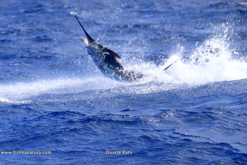 Blue marlin are wild in Cape Verde right now
