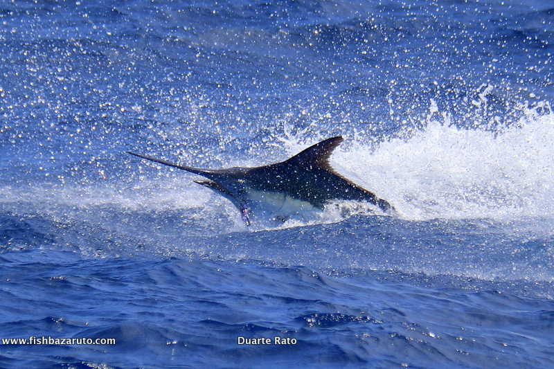 Cape Verde Blue Marlin and some Great photography by Captain Duarte