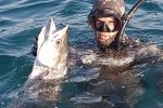 King Mackeral dominating underwater - KZN Spearfishing