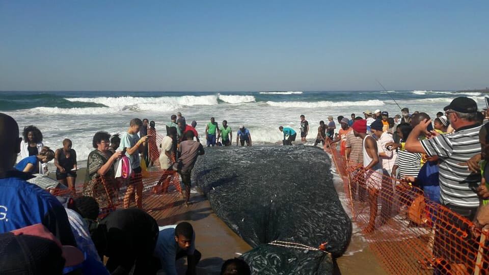 Scottburgh Beach sardines netted