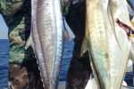 Cape Yellowtail have made their appearance in KZN