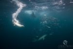 Sardine report 29 June 2017 Imagery by Janine Marx