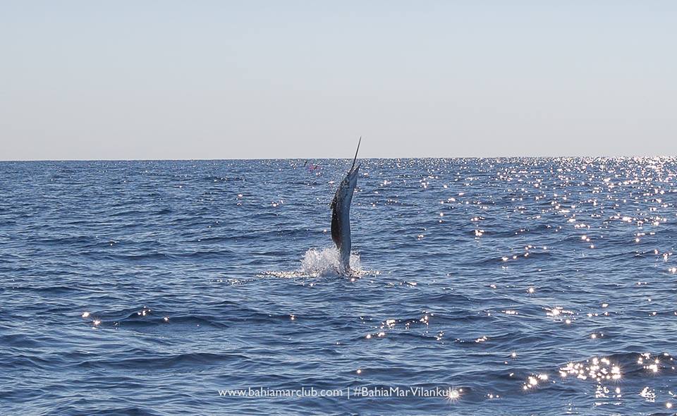 December time for the odd sailfish