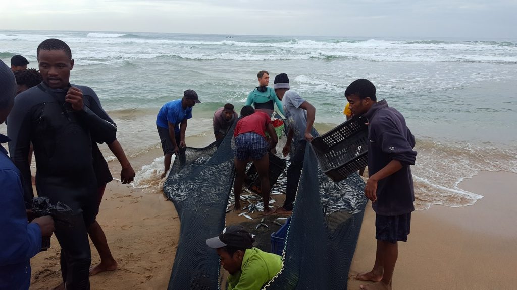 Sardines netted at Scottburgh - photo by Jay Steenkamp R900 a crate of sardines 2017