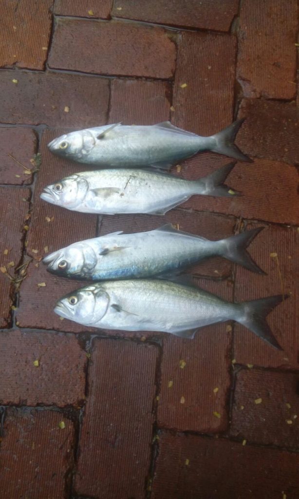 Legal limit of Shad caught by Matt Wainwright at Ansteys