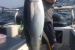 Bliksem groot tuna