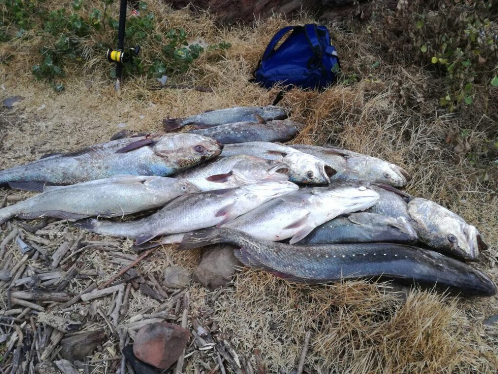 A pile of kob in PSJ lately. These fish are in their breeding cycle and spawn in our estuaries. They are extremely vulnerable and need protection, not exploitation, at this particular time.