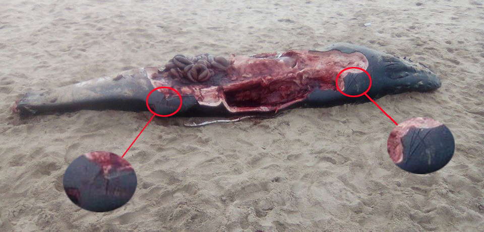 Shark net characteristis lacerations clearly visible on baby dead whale