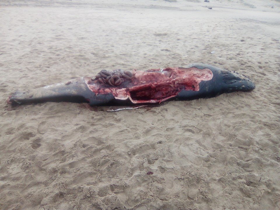Trafalgar Whale caught in shark nets