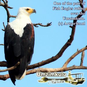 The Fish Eagles of the Umzimkulu wake lodge guests at the Umzimkulu Marina, each morning. Don't worry though, they start at a reasonable hour - fishing time!