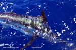 Releasing a marlin. A blue marlin about to swim away having learned a good few lessons