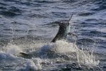 Black marlin performing for Captain Duarte Ratos camera
