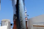 Very long fish for Craig Sherrah