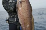 Daga Salmon are actually all over up adnd own our fabulous KZN coastline at this time of year