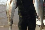 Smaller kob can be found shoaling in the shallows, but you got to be quick, they are very nervous at this size!