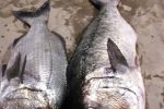 Brusher. On every spearos bucket list. They come through north here in Natal every winter time, otherwise they like the Cape waters more.