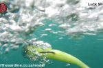 The MYDO Luck Shot #1 at a bit of speed and filmed underwater. Showing the magnificent air bubble and smoke trail from it.