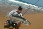 Juvenile garrick can be targeted in estuaries. So much fun and eager to please. Easily released - tough when young like this. Get in touch with GT Adventures for this kind of specialist fishing