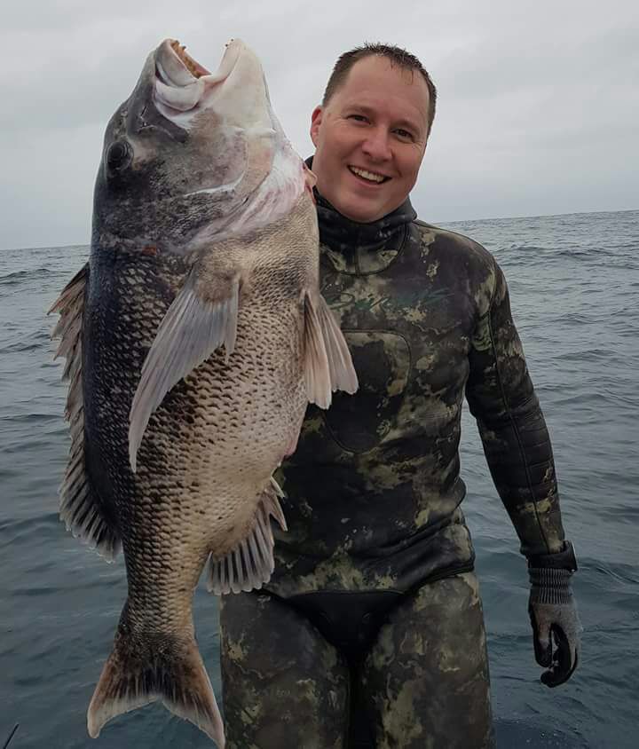 Black Musselcracker like this average sized one come in to the shallower water in winter.