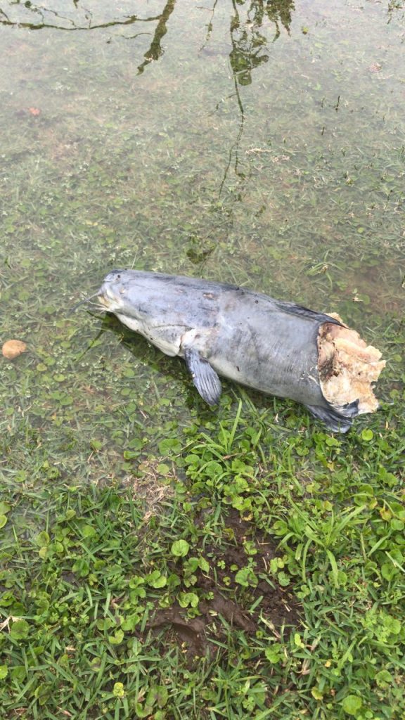 Zambezi vs Barbel in the Umzimkulu Estuary. This was in flood waters btw!